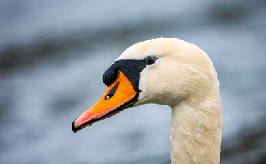Höckerschwan (Cygnus olor)