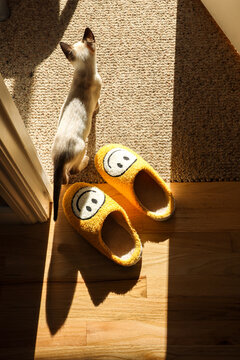 Kitten Next to Slippers