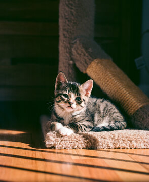 Kitten in a Patch of Light
