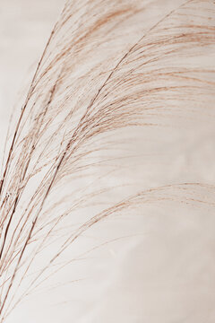 Reed grass background close up