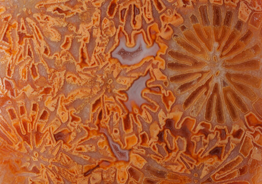 Unique natural agatized fossil coral detailed texture