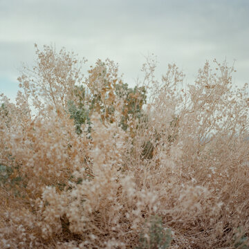 Dried shrubs by Salton Lake VI