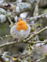 Rotkehlchen (Erithacus rubecula)