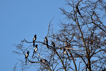 Acht Elstern sitzen friedlich auf den Ästen und Zweigen eines kahlen Baumes vor blauem Himmel