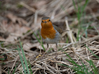 Rotkehlchen (Erithacus rubecula)