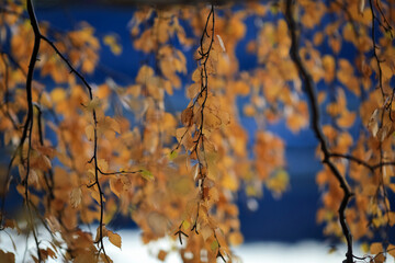 Autumn background with birch yellow leaves