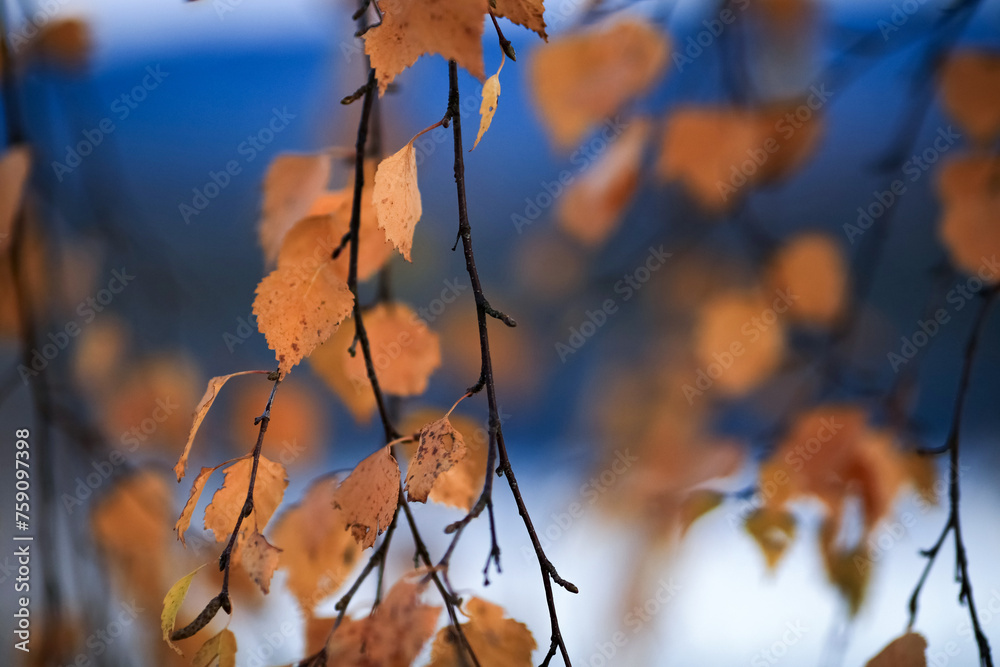 Wall mural Autumn background with birch yellow leaves