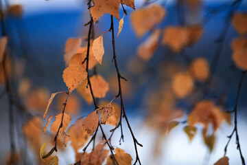 Autumn background with birch yellow leaves
