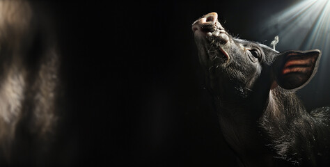 portrait of a pig over a dark background with copy space - obrazy, fototapety, plakaty