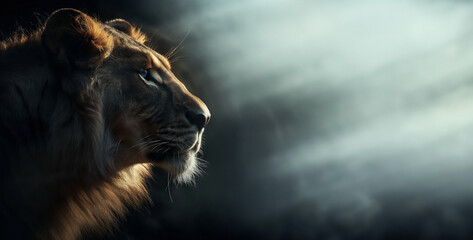 lion over a dark background with copy space