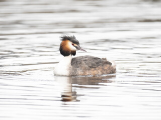 Haubentaucher (Podiceps cristatus)