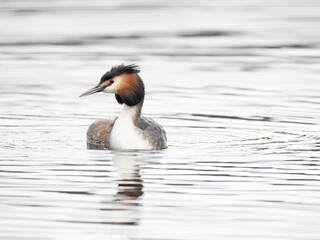 Haubentaucher (Podiceps cristatus)