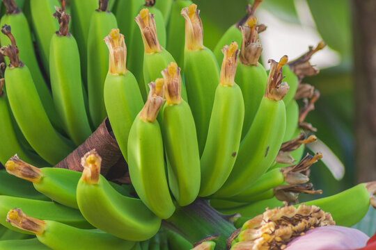 Ripening, juicy green banana fruits with still undried flowers at the top. Colorful and unique, delicious fruits are familiar to everyone. Screensaver background, photopaper