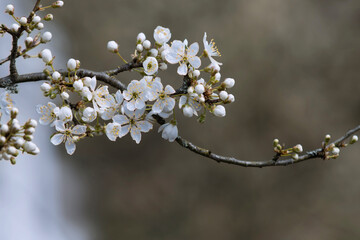 Blütenzweig, Blütezeit der Pflaume im Garten