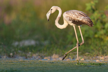 Young flamingo (Phoenicopterus roseus) with white plumage, resting along a river during migration.