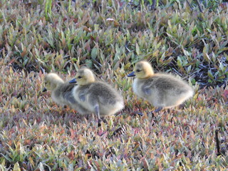 Three Canadian geese babies, goslings wandering through wetland vegetation at the Edwin B. Forsythe National Wildlife Refuge, Galloway, New Jersey.