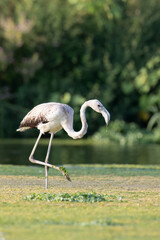 Young flamingo (Phoenicopterus roseus) with white plumage, resting along a river during migration.