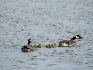 A family of Canadian geese living at the Edwin B. Forsythe National Wildlife Refuge, Galloway, New Jersey.