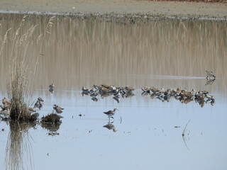 A group of shorebirds gathered together, enjoying a beautiful day in the wetland waters of the Edwin B. Forsythe National Wildlife Refuge, Galloway, New Jersey.