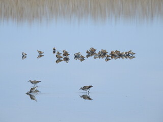 A group of shorebirds gathered together, enjoying a beautiful day in the wetland waters of the Edwin B. Forsythe National Wildlife Refuge, Galloway, New Jersey.