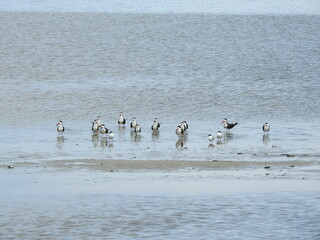 A group of seabirds, black skimmers and common terns, enjoying a sunny day at the Edwin B. Forsythe National Wildlife Refuge, Galloway, New Jersey.