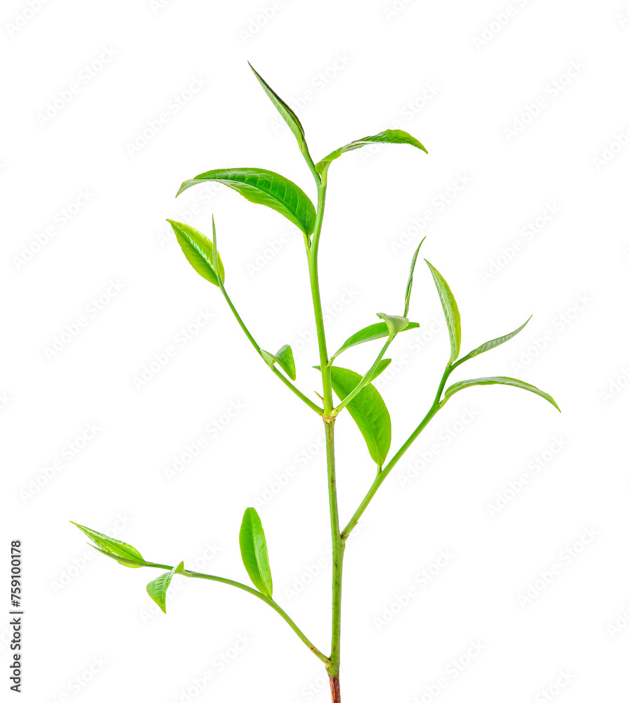 Wall mural green tea leaf transparent png