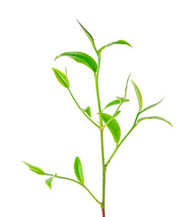 Fototapeta premium Green tea leaf transparent png