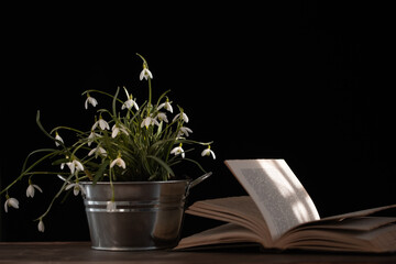 White snowdrop flowers (Galanthus nivalis) in a tin pot and book on old wooden table indoors