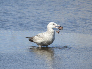 A hungry herring gull standing in the shallows of a tidal salt marsh, with a chewed up fish in its beak. Edwin B. Forsythe National Wildlife Refuge, Galloway, New Jersey.