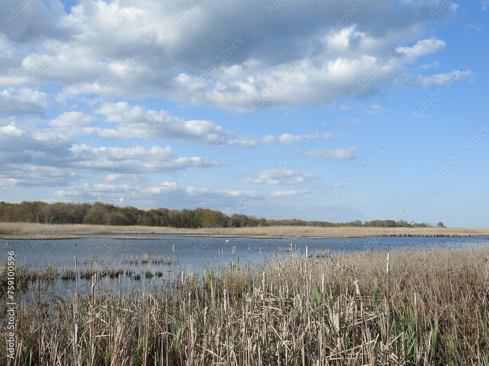 Wall mural the scenic beauty of the edwin b. forsythe national wildlife refuge during the spring season.