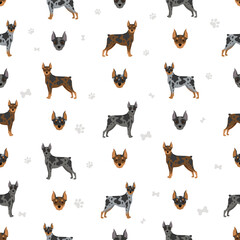 Harlequin pinscher seamless pattern. Different poses, coat colors set