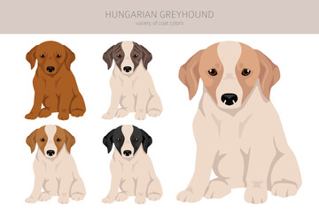 Hungarian greyhound puppy clipart. Different poses, coat colors set