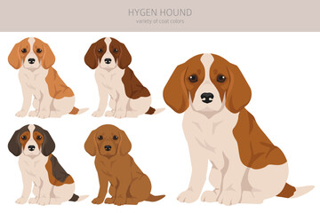 Hygen hound puppy clipart. Different poses, coat colors set
