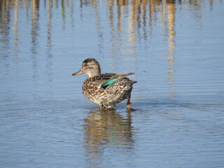 A female, green-winged teal duck wading through the shallow wetland waters of the Edwin  B. Forsythe National Wildlife Refuge, Galloway, New Jersey.