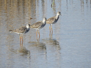 Three lesser yellowlegs standing together in the wetland waters of the Edwin B. Forsythe National Wildlife Refuge, Galloway, New Jersey.