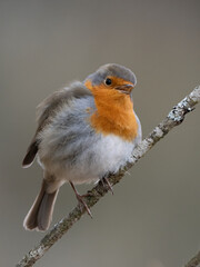 Rotkehlchen (Erithacus rubecula)