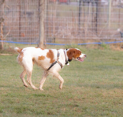 Naklejka na ściany i meble White and brown dog running across a grassy field