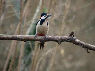 Buntspecht (Dendrocopos major)