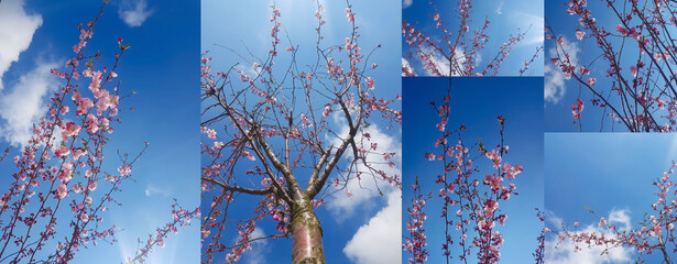 Blooming pink magnolia tree on the background of the blue sky with clouds. Banner. Natural floral...