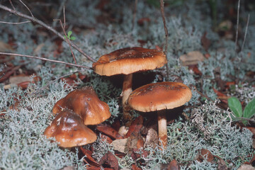 Cortinarius sp. Mushrooms of the cortinarius genus have no volva and ring. For the determination it...
