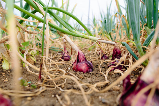 Harvesting onions on allotment garden in UK