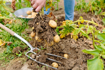 Harvesting new potatoes on allotment garden in UK