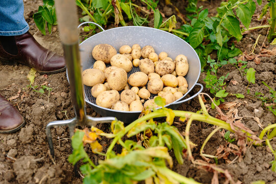 Harvesting new potatoes on allotment garden in UK