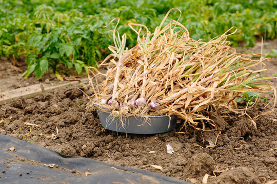 Harvesting garlic on allotment garden in UK