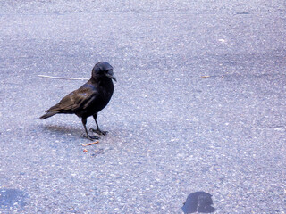 crow on the ground