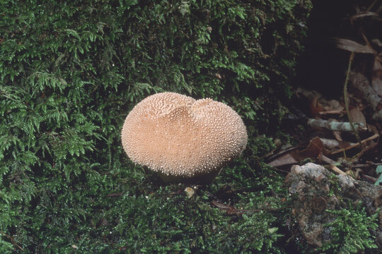 
Search alamy
All images
Search alamy
Common Puffballs Lycoperdon Perlatum on a forest floor during autumn  Sardinia, Italy