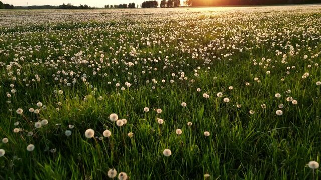 Dandelion seeds flying at the sunset, summer filed with dandelions with sunset. Drone flies forward through white dandelion flowers and fresh spring green grass on pretty meadow. Summer concept.
