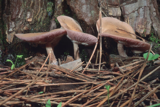 Rhodopaxillus nudus, Wood blewit, Lepista nuda, Wood Blewit edible mushroom growing in forest, Sardinia, Italy