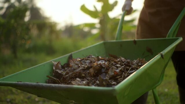 Close up of gardener rolling a wheelbarrow of dry fallen leaves and pouring into compost heap at his backyard, a man push a cart along the path into pile of recycle organic waste compost.