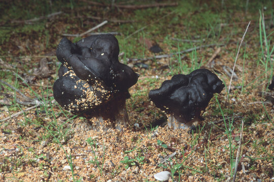 Helvella lacunosa, known as Slate grey saddle or Fluted black, Elfin saddle mushroom, Baratz lake, Sassari, Sardinia, Italy